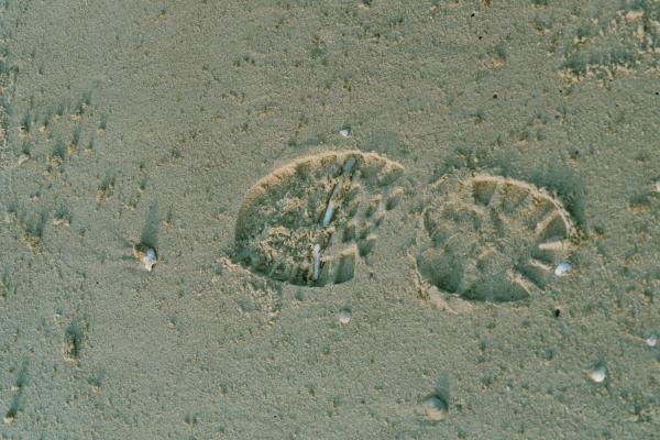 Strandspuren1.jpg