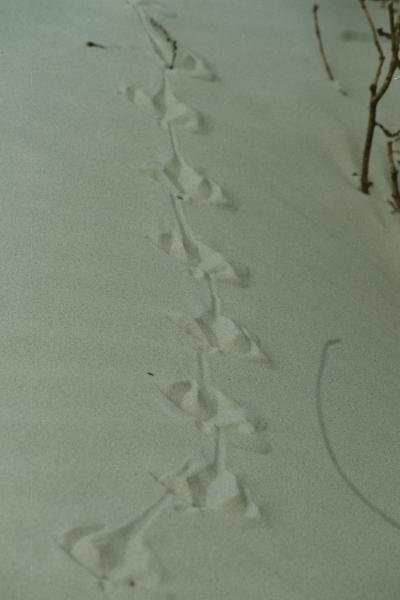 Strandspuren12.jpg