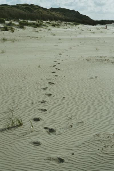 Strandspuren15.jpg