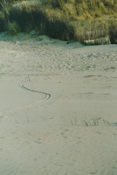 Strandspuren19.jpg