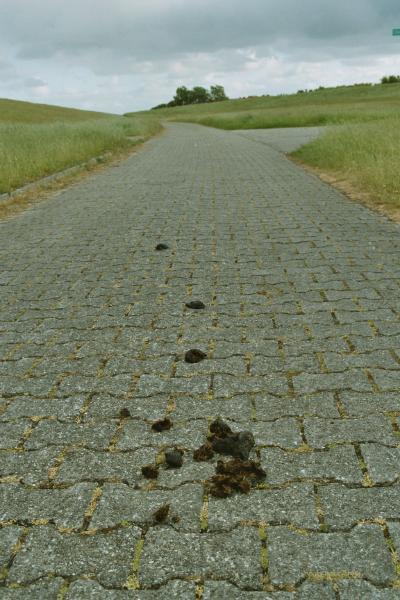 Strandspuren21.jpg