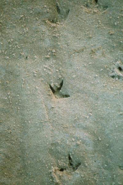 Strandspuren4.jpg